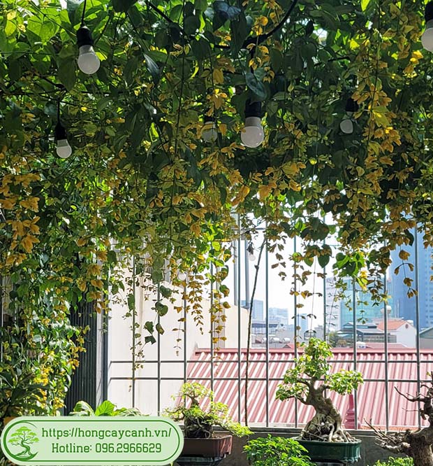 Giàn cây lan hoàng dương rủ đẹp