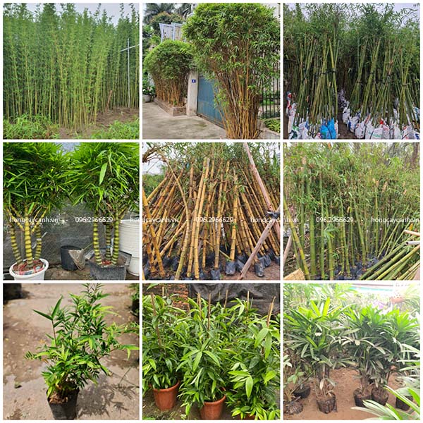 10 loại tre trúc cảnh đẹp trồng sân vườn, cảnh quan