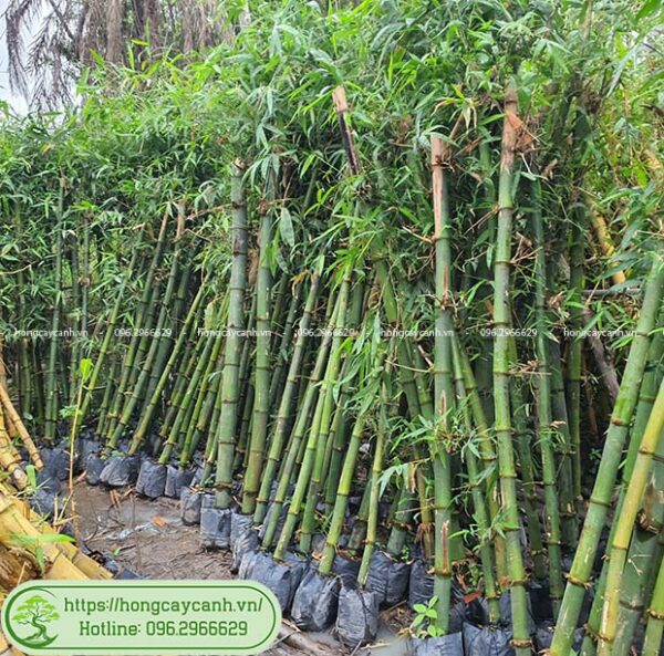 10 loại tre trúc cảnh đẹp trồng sân vườn, cảnh quan