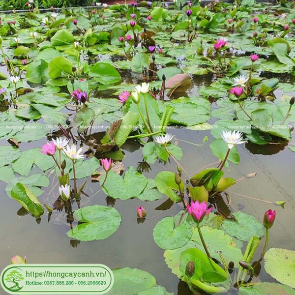 Cây hoa súng Thái - loại hoa thủy sinh nhiều màu nở 4 mùa