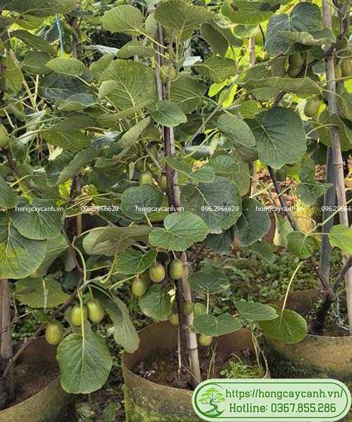 Cây kiwi